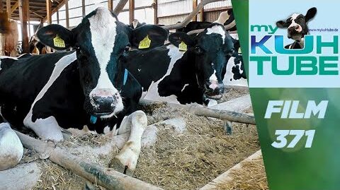 Tierwohl-und-Kuhkomfort-im-Kuhstall-My-KuhTube-Film-371