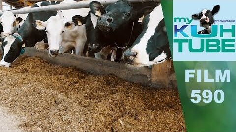 Kuehe-koennen-kaum-noch-abkuehlen-My-KuhTube-Film-590