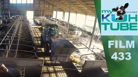 Uebersichtliches-Einstreuen-My-KuhTube-Film-433