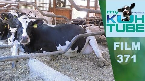 Was-ist-Kuehen-wichtig-My-KuhTube-Film-371