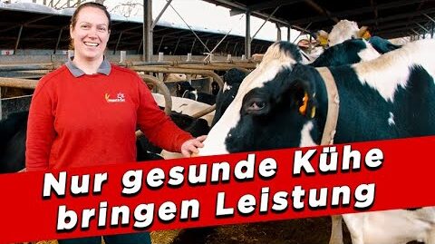 Nur-gesunde-Kuehe-bringen-Leistung-My-KuhTube-Film-624