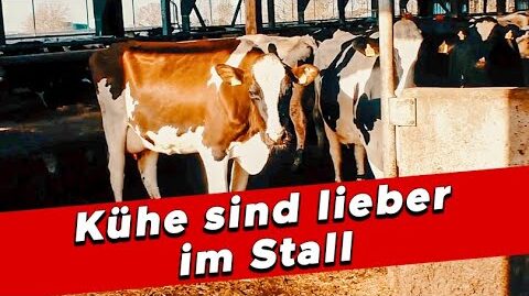 Kuehe-und-ihre-innere-Uhr-–-Interessantes-Verhalten-im-Stall-My-KuhTube-Film-927