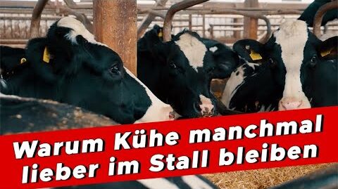 Warum-Kuehe-manchmal-lieber-im-Stall-bleiben-My-KuhTube-Film-927