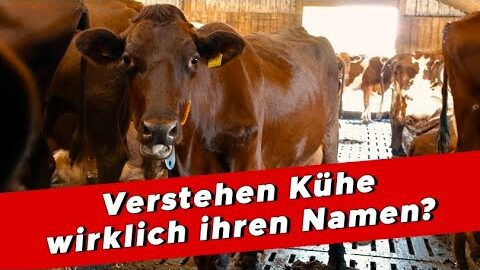 Verstehen-Kuehe-wirklich-ihren-Namen-My-KuhTube-Film-668